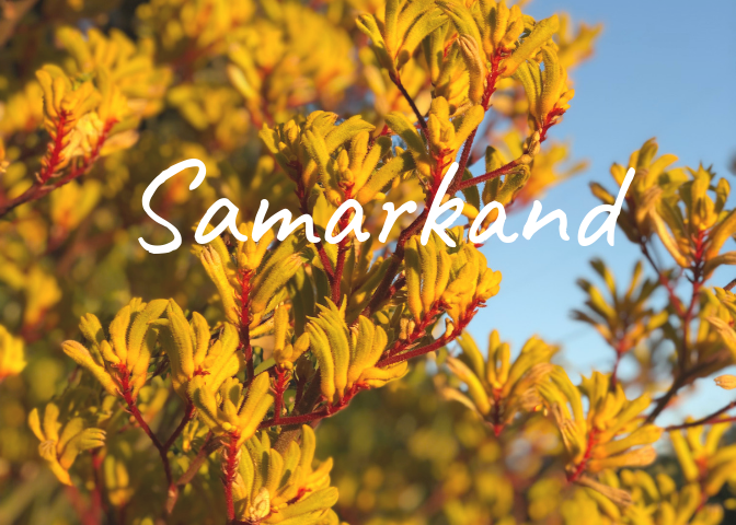 Samarkand-Flowers-Santa-Barbara-Homepage