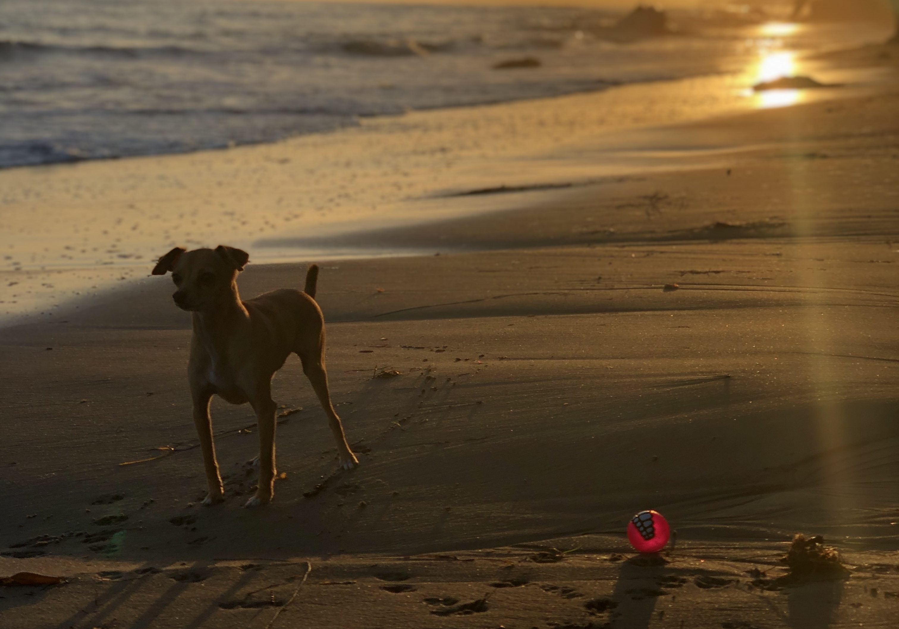 Mesa-Lane-Beach-Dog-Sunset-Bailey-Santa-Barbara-David-Charles-Allen.jpg