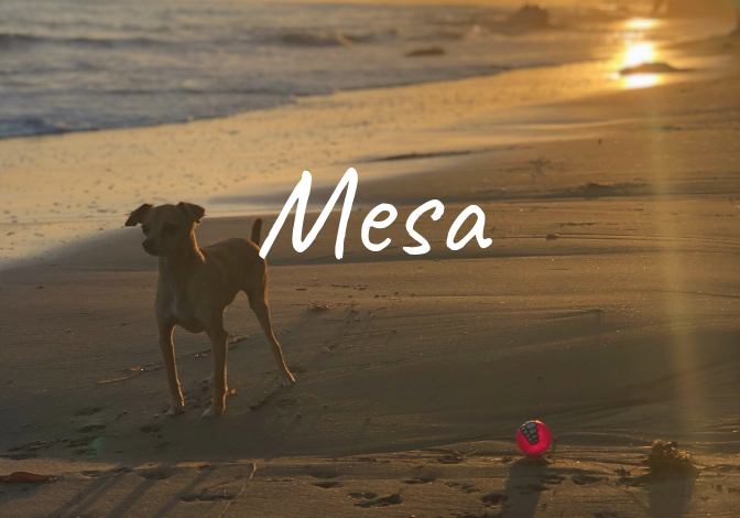 Learn more about the history of the Mesa neighborhood in Santa Barbara, homes for sale, recent sales, market updates, and off market listings.