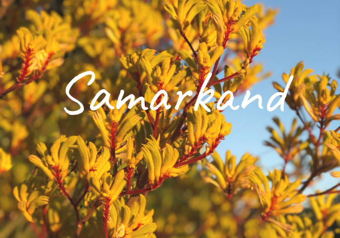 Learn more about the history of the Samarkand neighborhood in Santa Barbara, homes for sale, recent sales, market updates, and off market listings.